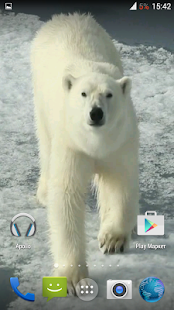 Polar bear HD. Video Wallpaper