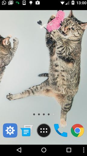 beautiful cat wallpaper Screen 2