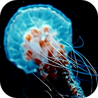 Jellyfish 3D Live Wallpapers