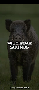 wild boar sounds