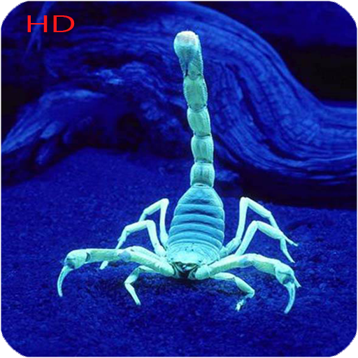 Scorpion Hd Wallpaper Descarga en Windows