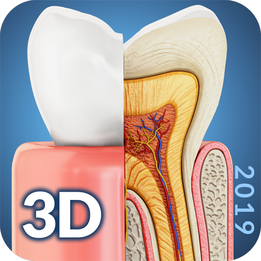 Dental  Anatomy 1.9 Icon