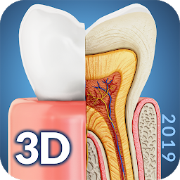 Image de l'icône Dental  Anatomy