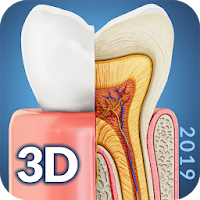 Dental  Anatomy
