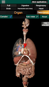 Internal Organs in 3D Anatomy Unknown