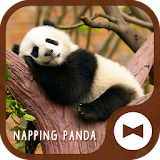 Cute Wallpaper Napping Panda Theme icon