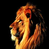 3D Lion King icon