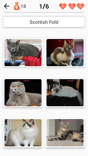 Cat Breeds Quiz - Game about C Screen 2