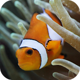 Ocean Fish Aquarium icon