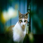 Cover Image of 下载 Cat HD Wallpaper  APK