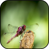 Free Dragonfly Images icon