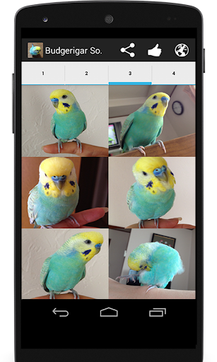 Budgerigar Sounds for Parakeet Screen 3