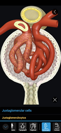 3D Organon Screen 3
