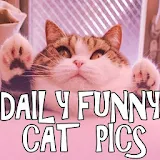 Daily funny cat pictures! icon