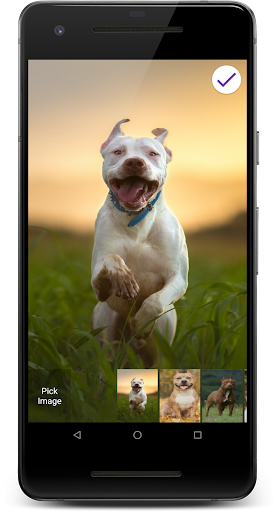 Pitbull Dog HD Lock Screen