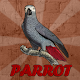 Grey Parrot Rescue