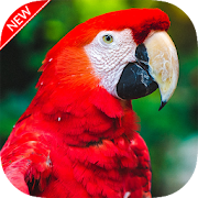 Top 20 Personalization Apps Like Parrot Wallpapers - Best Alternatives