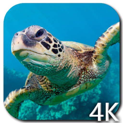 Turtle 4K Video Live Wallpaper logo