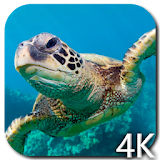 Turtle 4K Video Live Wallpaper icon