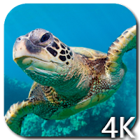 Черепаха 4K видео живые обои