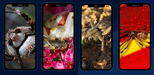 Spider Wallpapers APK