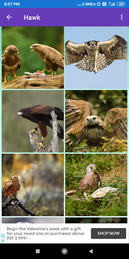 Hawk Eagle Seagull Wallpaper