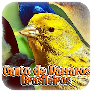 Top 29 Music & Audio Apps Like Canto de Pássaros Brasileiros - Best Alternatives