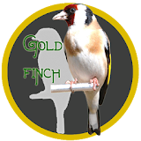 Master Kicau Goldfinch icon