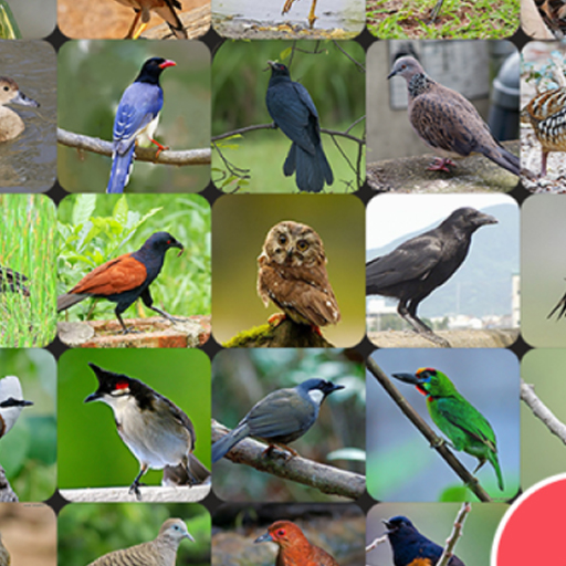 Thai Bird Sounds  Icon