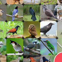 Thai Bird Sounds