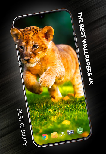 Android application Cute animals Wallpapers screenshort