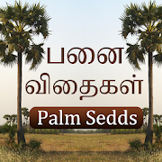 Palm Tree, Buy Palm Seeds - Panai vithaigal Vanga