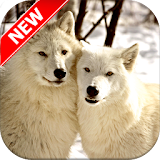 Arctic Wolf Wallpapers icon