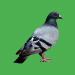 Cover Image of Télécharger Decoy on the field bird  APK