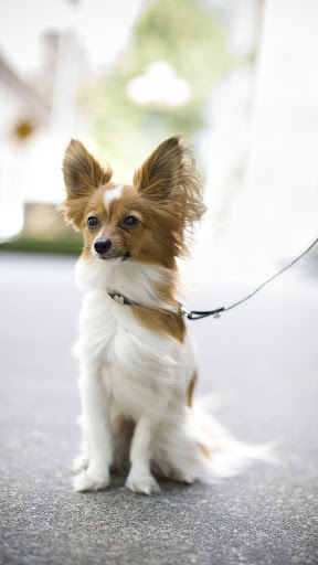 Android application Papillon Dog screenshort