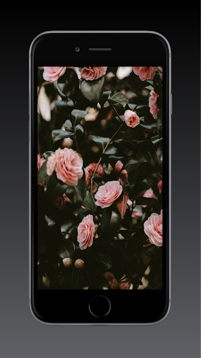 Android application Rose Wallpaper HD, GIF screenshort