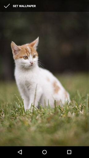 Kitten Wallpapers Screen 3