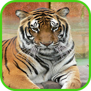 Tiger Wallpaper HD  Icon