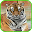 Tiger Wallpaper HD Download on Windows