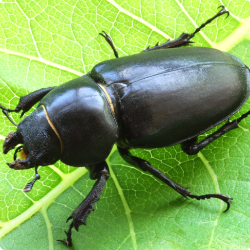 Tree Pests of INDIA logo