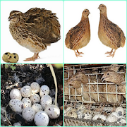 cultivation of quail eggs