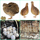 cultivation of quail eggs Download on Windows