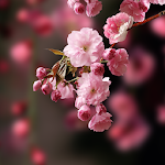 Cover Image of Download Sakura Live Wallpaper  APK