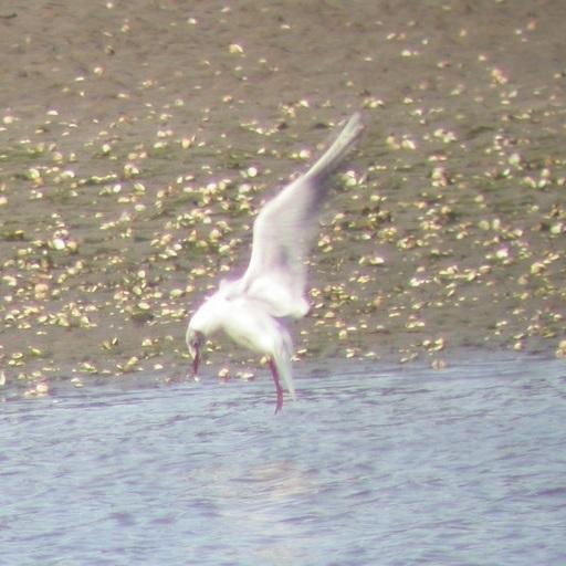 Costa da Morte Birding logo