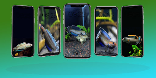 Channa Fish Wallpaper HD Screen 3
