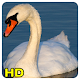 imagenes de cisnes Unduh di Windows