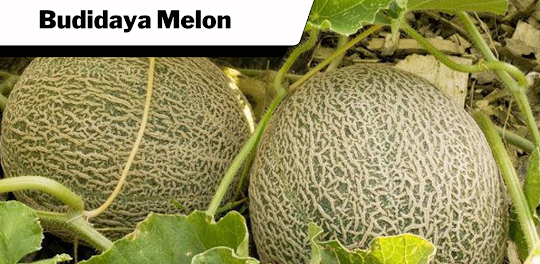 Budidaya Melon