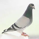 Pigeon Wallpapers icon