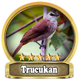 Chirping Trucukan Top icon