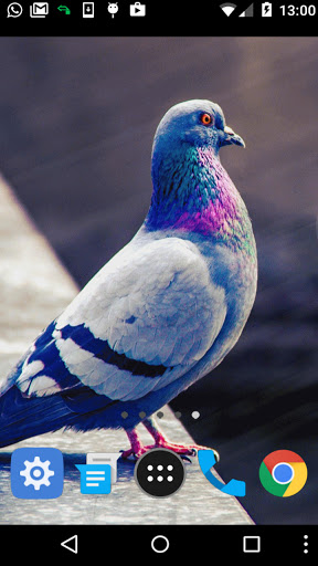 homing pigeon wallpaper